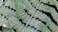 Dryopteris oligodonta sporangia.jpg