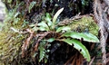 Elaphoglossum semicylindricum SM10 #01.jpg