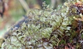 Hymenophyllum wilsonii SM10 #05.jpg