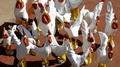 Chickens B1.jpg