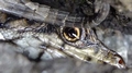 lizard F16.jpg