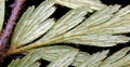 Asplenium aethiopicum subsp. filare F2.jpg