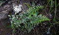Asplenium splendens subsp. drakensbergense E1.jpg