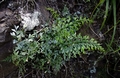 Asplenium splendens subsp. drakensbergense E2.jpg