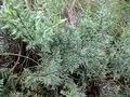 Cheilanthes viridis var glauca  H1.jpg