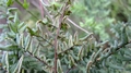 Cheilanthes viridis var glauca H2.jpg