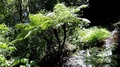 Cyathea capensis C2.jpg
