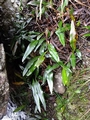 Elaphoglossum acrostichoides A1.jpg