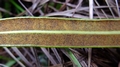 Elaphoglossum acrostichoides A2.jpg