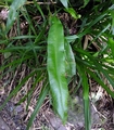 Elaphoglossum acrostichoides B4.jpg