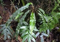Elaphoglossum aubertii A1.jpg