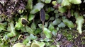 Elaphoglossum drakensbergense F5.jpg
