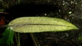 Elaphoglossum hybridum A3.jpg
