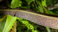 Elaphoglossum hybridum A6.jpg