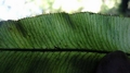 Elaphoglossum hybridum C3.jpg