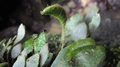 Elaphoglossum spathulatum K2.jpg