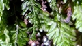 Hymenophyllum capense B1.jpg