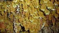 Hymenophyllum capillare var. alternialatum A2.jpg
