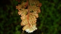 Hymenophyllum capillare var. alternialatum A3.jpg