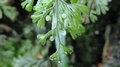 Hymenophyllum tunbrigense B1a.jpg