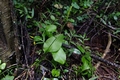 Ophioglossum reticulatum J5.jpg