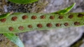 Pleopeltis macrocarpa E2.jpg