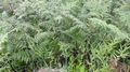 Pteridium aquilinum subsp capense H1.jpg