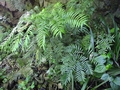 Ptisana fraxinea var. salicifolia C1.jpg