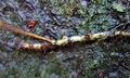 Lepisorus monilisorus #C03.jpg