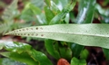 Lepisorus species #E02.jpg