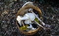 Mushrooms D01.jpg