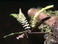 !!Asplenium monanthes M 16.jpg