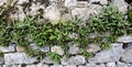 Asplenium ceterach #17.jpg