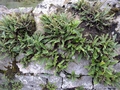 Asplenium ceterach #18.jpg