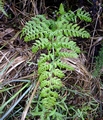 Asplenium #01.jpg
