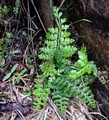 Asplenium billotii #02.jpg