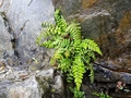 Asplenium billotii #07.jpg