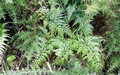Asplenium onopteris #06.jpg