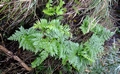 Davallia and Polypodium #04.jpg