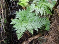 Davallia canariensis #03.jpg