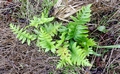 Polypodium species #05.jpg