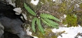 Asplenium ceterach #16.jpg