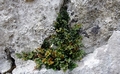 Asplenium ruta-muraria  #08.jpg