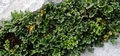 Asplenium ruta-muraria  #09.jpg