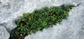 Asplenium ruta-muraria  #11.jpg