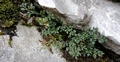 Asplenium ruta-muraria  #32.jpg