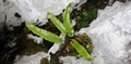 Asplenium scolopendrium #21.jpg