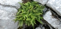 Asplenium trichomanes #13.jpg