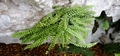 Asplenium trichomanes #22.jpg