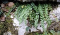 Asplenium viride #30.jpg